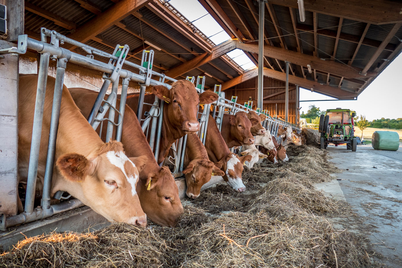 Viele Kühe im Stall und Traktor